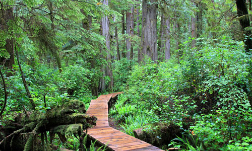 scenic-rainforest-500px scenic-rainforest-500px